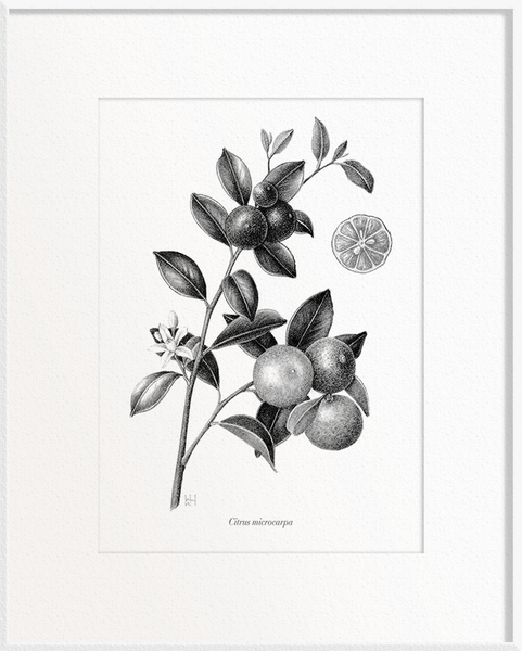 Citrus microcarpa (Calamansi/Orange Lime)