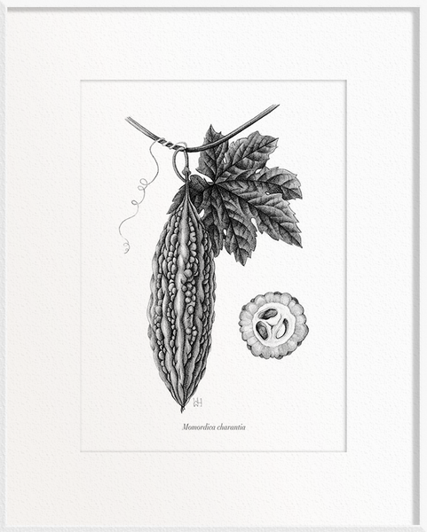 Momordica charantia (Bitter Gourd)