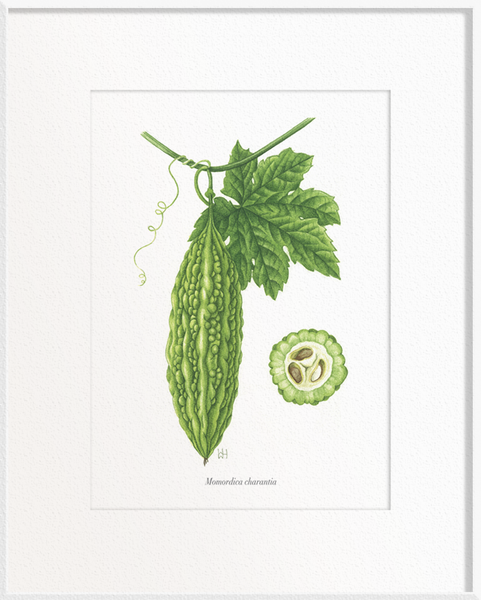Momordica charantia (Bitter Gourd)