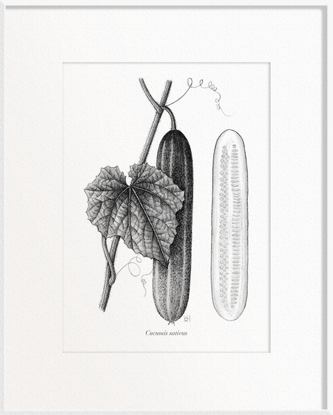 Cucumis sativus (Cucumber)