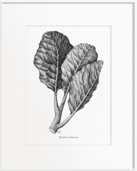 Brassica oleracea (Kailan)