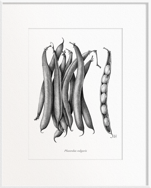 Phaseolus vulgaris (French Beans)