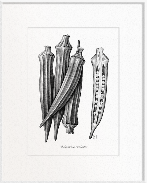 Abelmoschus esculentus (Okra/Ladies’ Fingers)
