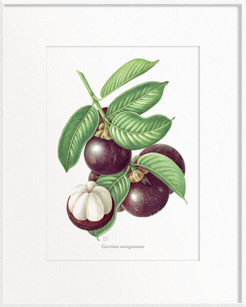 Garcinia mangostana (Mangosteen)