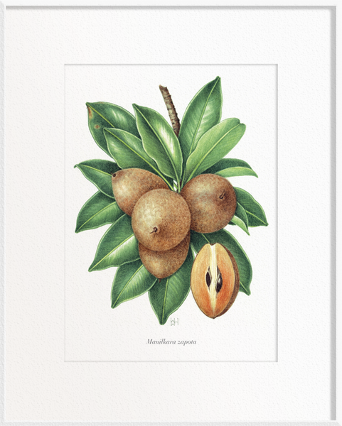 Manilkara zapota (Chiku)