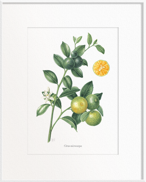 Citrus microcarpa (Calamansi/Orange Lime)