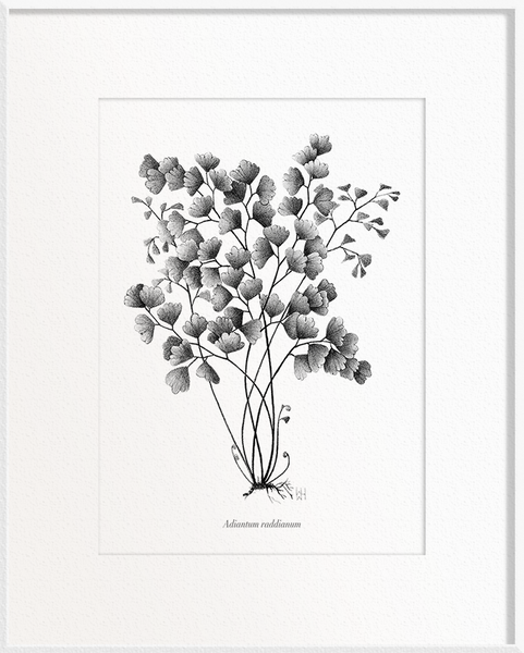 Adiantum raddianum (Maidenhair Fern)