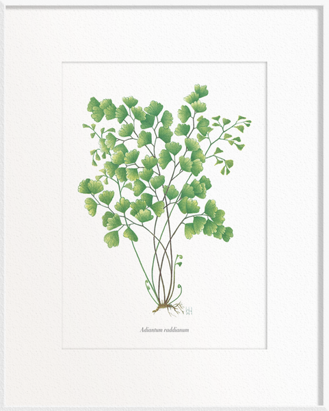 Adiantum raddianum (Maidenhair Fern)
