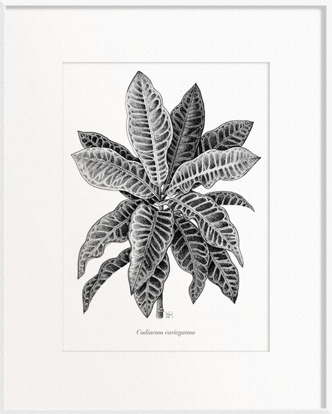Codiaeum variegatum (Croton)