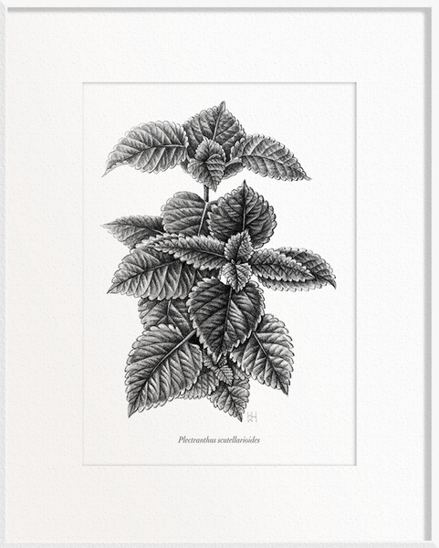 Plectranthus scutellarioides (Coleus)