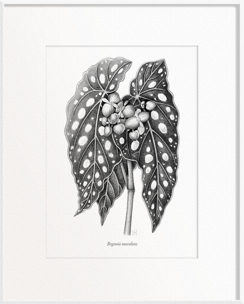 Begonia maculata (Begonia)