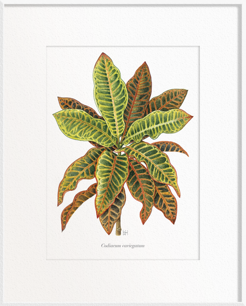 Codiaeum variegatum (Croton)