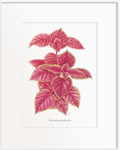 Plectranthus scutellarioides (Coleus)