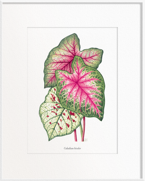 Caladium bicolor (Caladium)