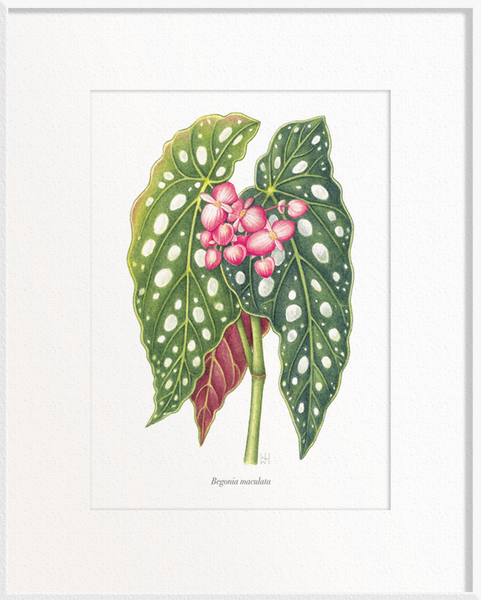 Begonia maculata (Begonia)