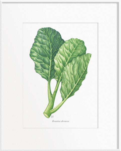 Brassica oleracea (Kailan)