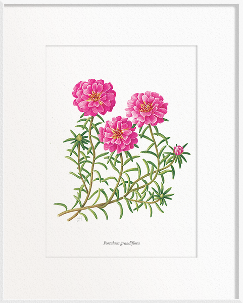 Portulaca grandiflora (Onze horas/moss)