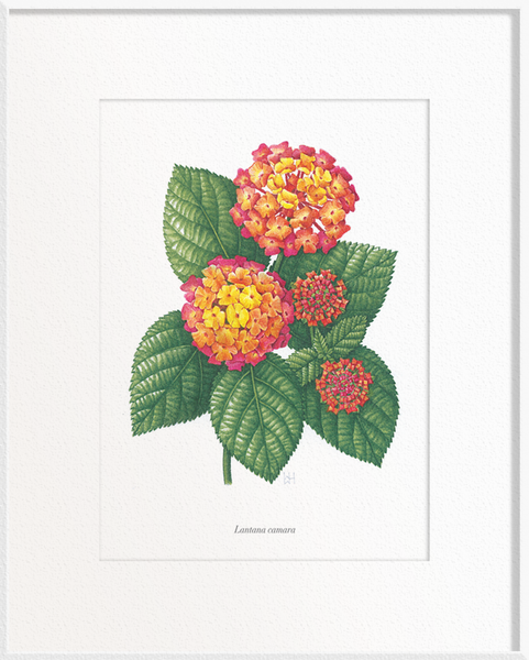 Lantana camara (Verbena)
