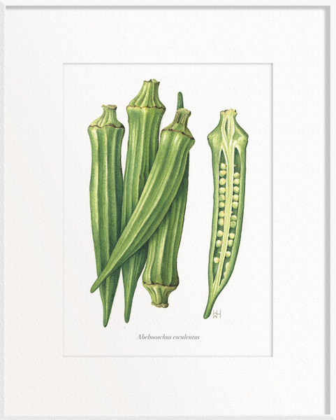 Abelmoschus esculentus (Okra/Ladies’ Fingers)