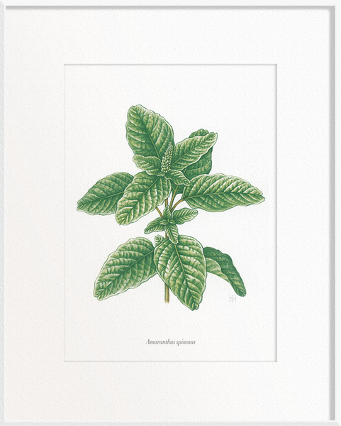 Amaranthus spinosus (Spinach)