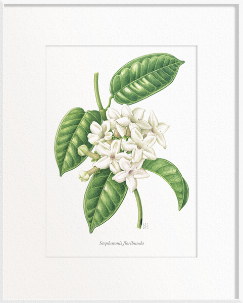 Stephanotis floribunda (Stephanotis)