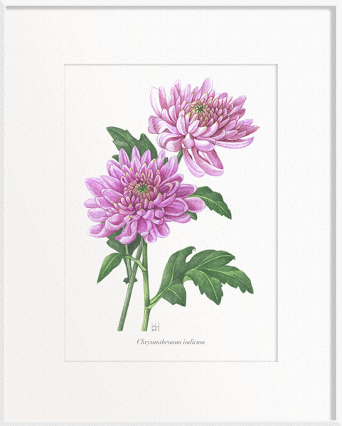 Chrysanthemum indicum (Chrysanthemum)