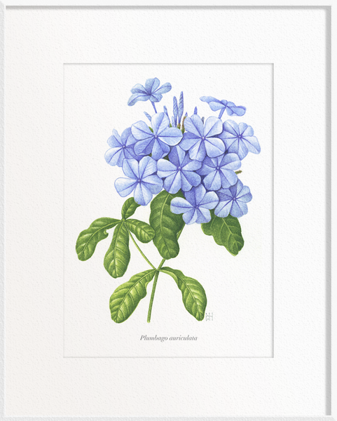 Plumbago auriculata (Phlox-like)