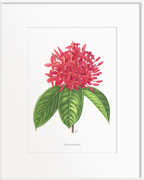 Ixora coccinea (Ixora)
