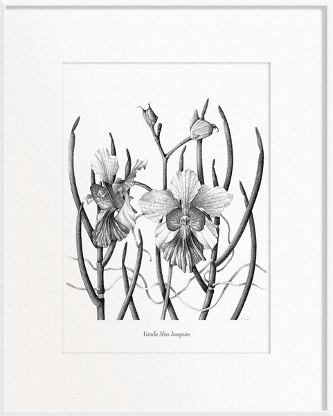 Vanda Miss Joaquim (Papilionanthe Miss Joaquim - Orchid)