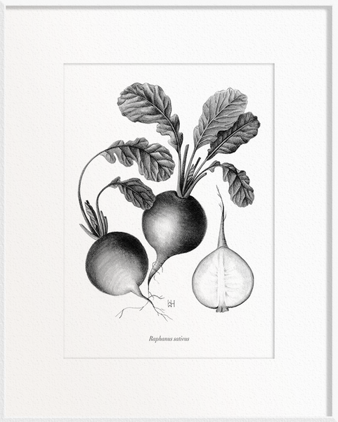 Raphanus sativus (Radish)