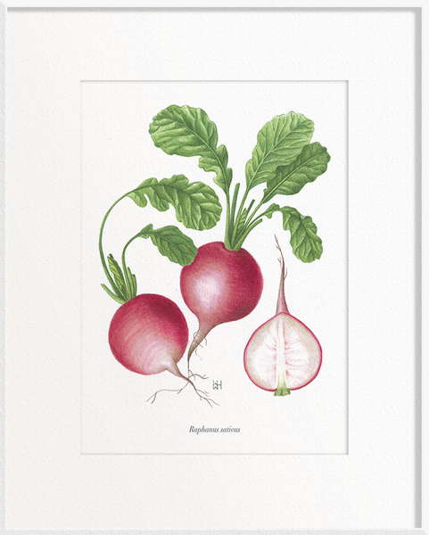 Raphanus sativus (Radish)