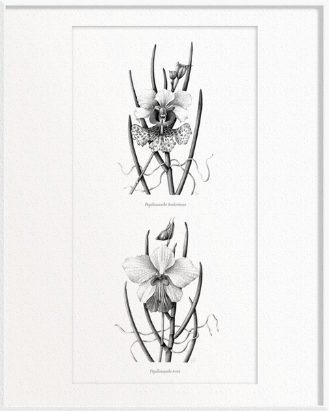 Papilionanthe hookeriana (Orchid) x Papilionanthe teres (Orchid)