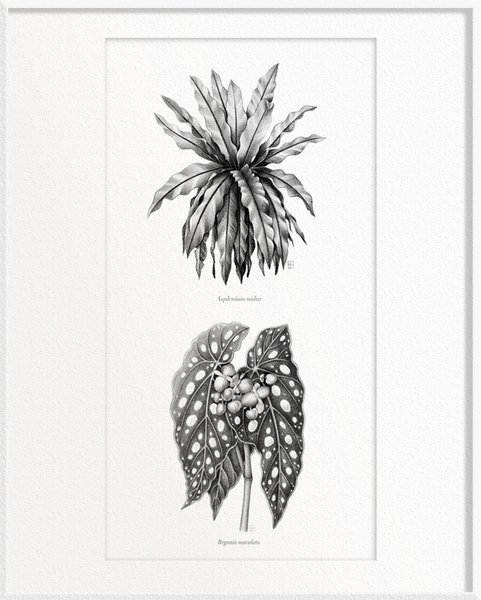 Asplenium nidus (Bird’s-Nest Fern) x Begonia maculata (Begonia)