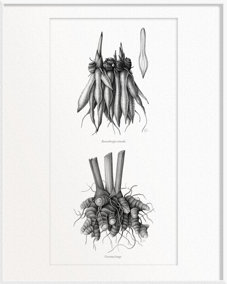 Boesenbergia rotunda (Fingerroot) x Curcuma longa (Turmeric)