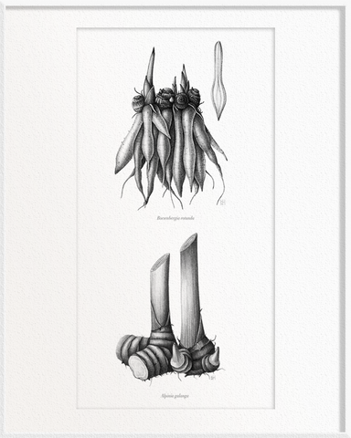 Boesenbergia rotunda (Fingerroot) x Alpinia galangal (Galangal)