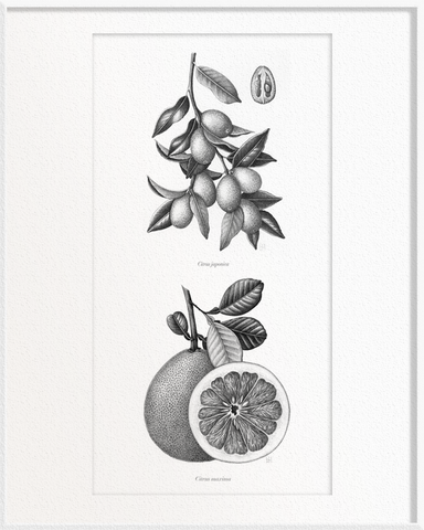 Citrus japonica (Kumquat) x Citrus maxima (Pomelo)