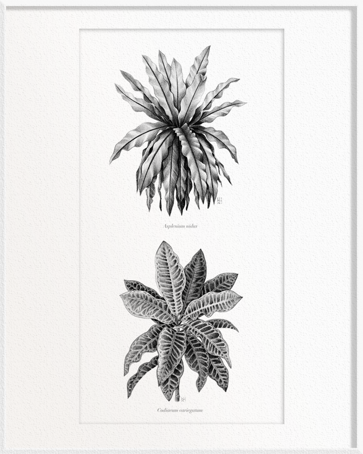 Asplenium nidus (Bird’s-Nest Fern) x Codiaeum variegatum (Croton)
