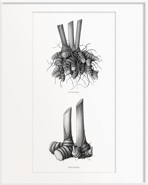 Curcuma longa (Turmeric) x Alpinia galangal (Galangal)