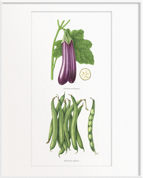 Solanum melongena (Brinjal) x Phaseolus vulgaris (French Beans)