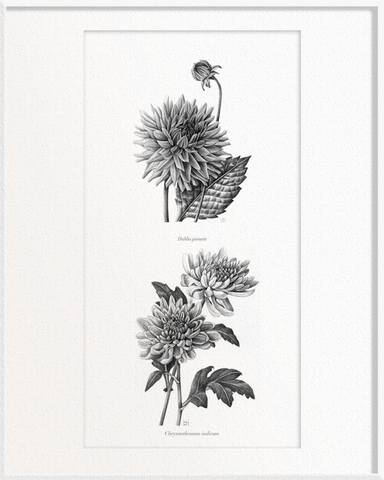 Dahlia pinnata (Dahlia) x Chrysanthemum indicum (Chrysanthemum)