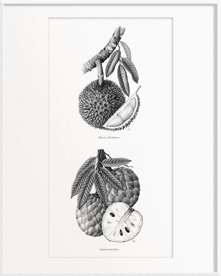 Durio zibethinus (Durian) x Annona reticulata (Custard Apple)