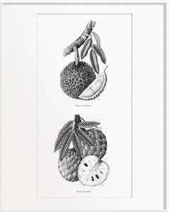 Durio zibethinus (Durian) x Annona reticulata (Custard Apple)