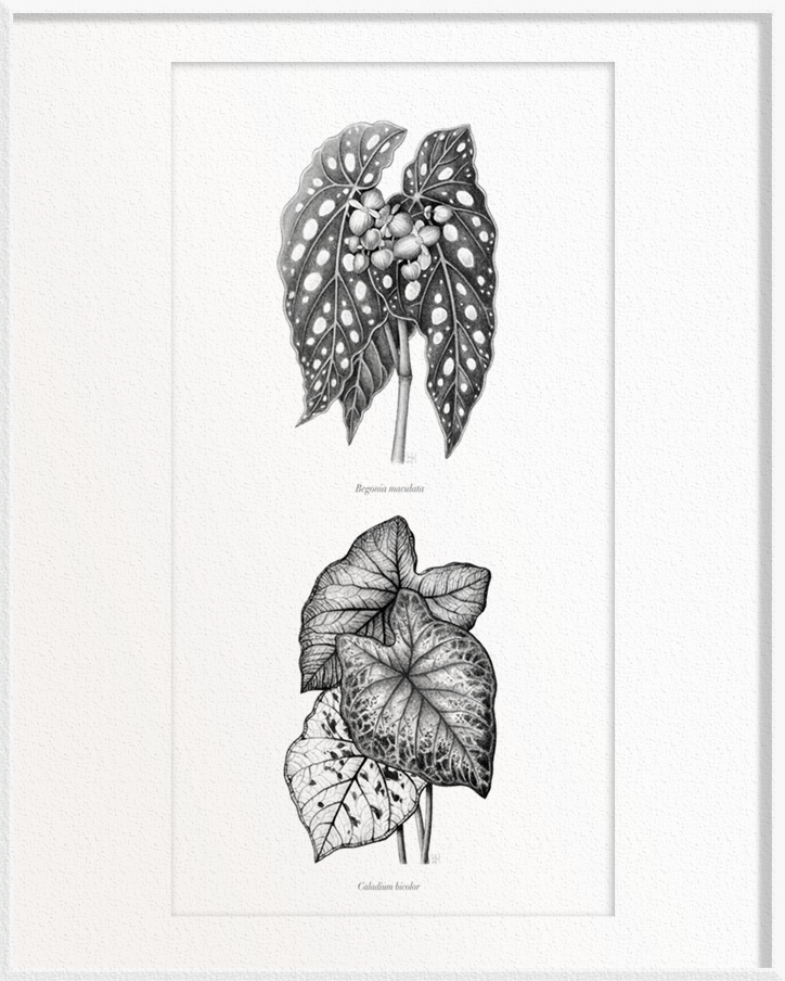 Begonia maculata (Begonia) x Caladium bicolor (Caladium)