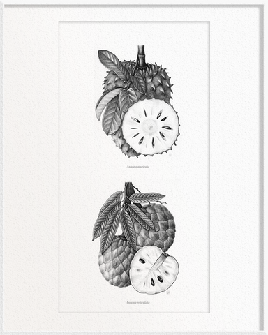 Annona muricata (Soursop) x Annona reticulata (Custard Apple)
