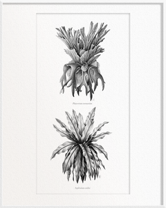 Platycerium coronarium (Staghorn Fern) x Asplenium nidus (Bird’s-Nest Fern)