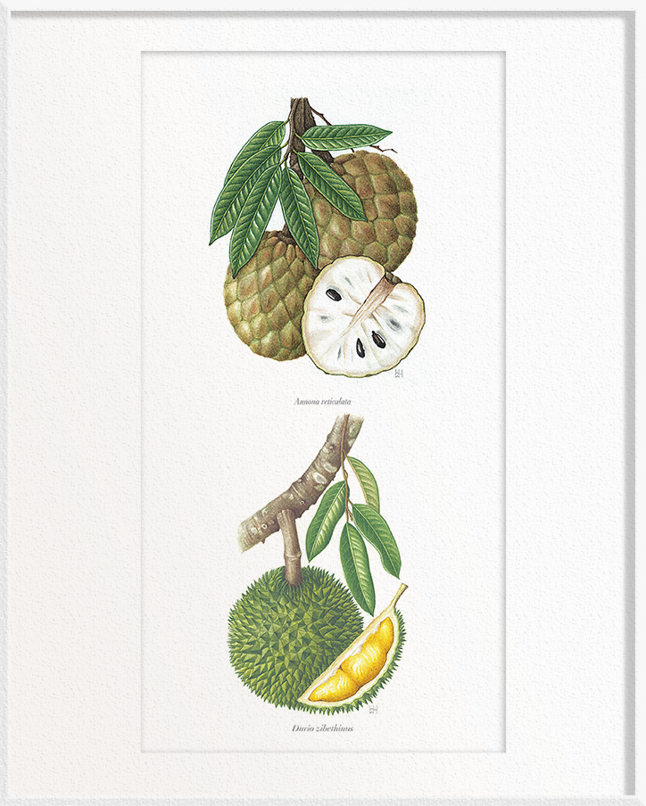 Annona reticulata (Custard Apple) x Durio zibethinus (Durian)