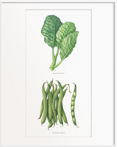 Brassica oleracea (Kailan) x Phaseolus vulgaris (French Beans)