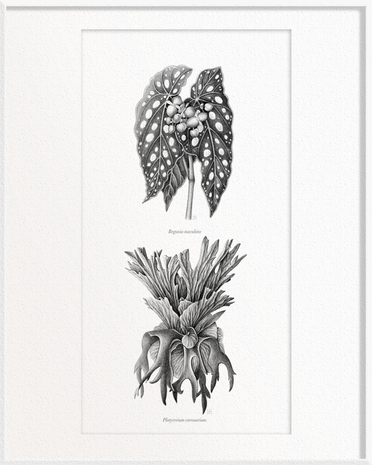 Begonia maculata (Begonia) x Platycerium coronarium (Staghorn Fern)