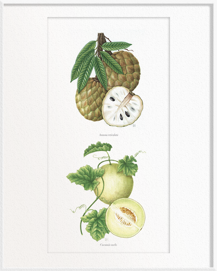 Annona reticulata (Custard Apple) x Cucumis Melo (Melon)