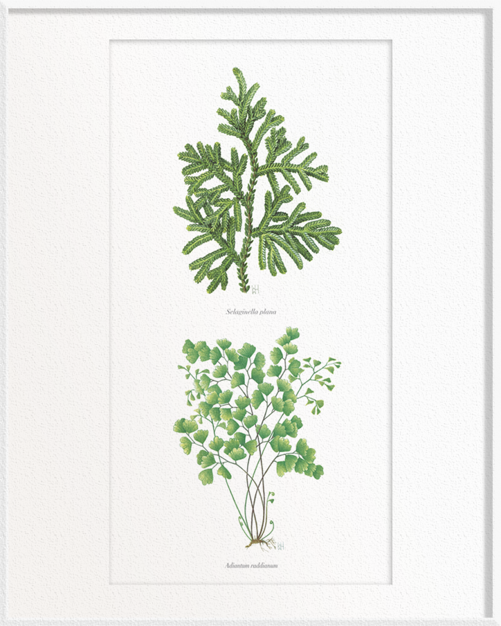 Selaginella plana (Selaginella/Spike Moss) x Adiatum raddianum (Maidenhair Fern)